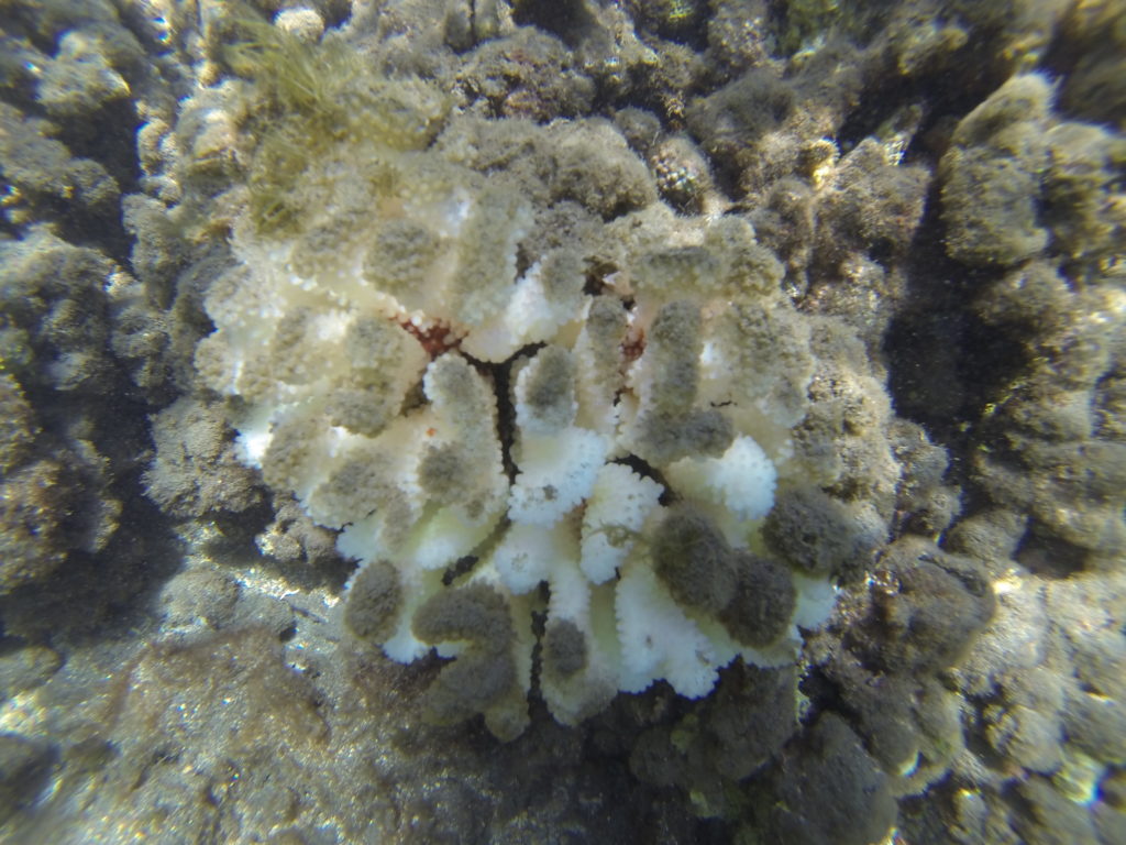 Why Do Corals Bleach Maui Nui Marine Resource Council