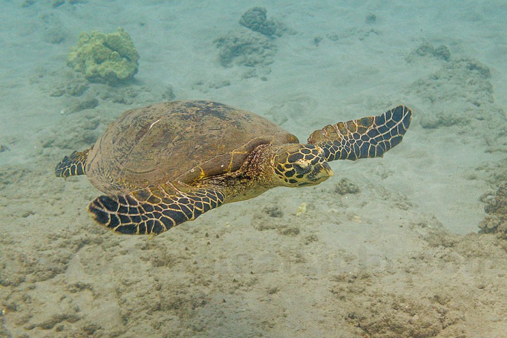 Best places to view sea turtles on Maui - Maui Nui Marine Resource Council