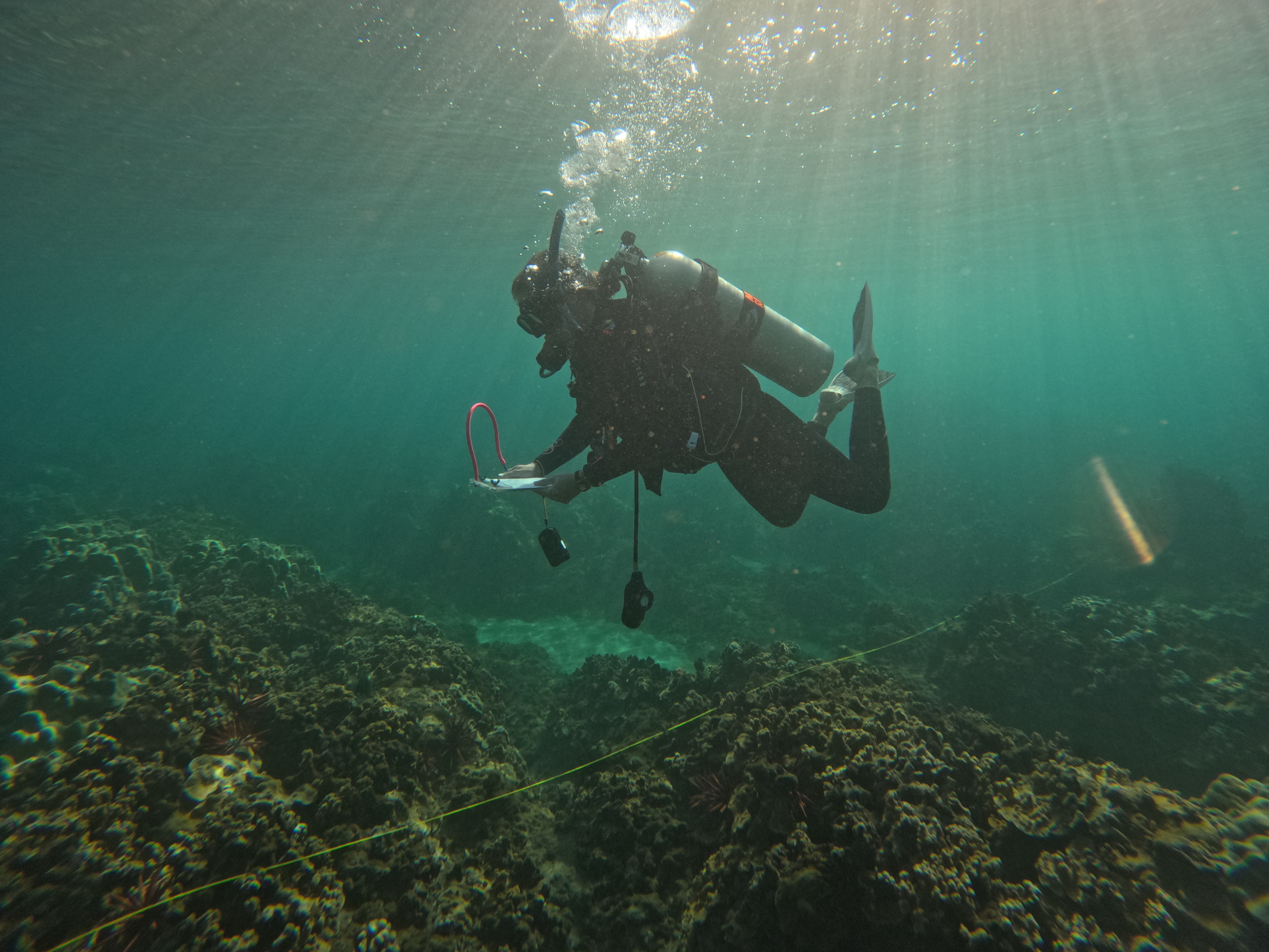 Amy dives over a reef transect holding a clipboard.